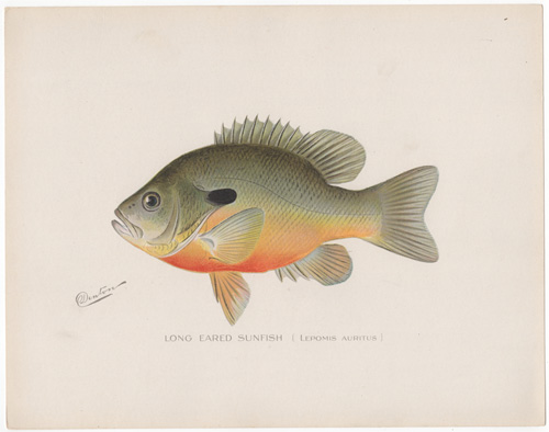 LONG-EARED SUNFISH